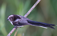 Long-tailed tit (Aegithalos caudatus)